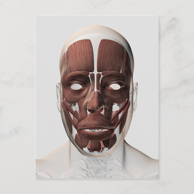 Postal Ilustracion Médico De Los Músculos Faciales Mascul (Anverso)