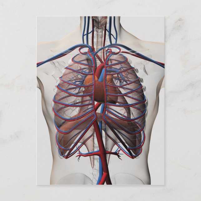 Postal Ilustracion Médico De Masculino (Anverso)