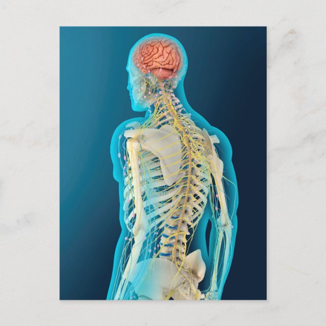 Postal Ilustracion Médico Del Cerebro Humano Y El Estem C (Anverso)