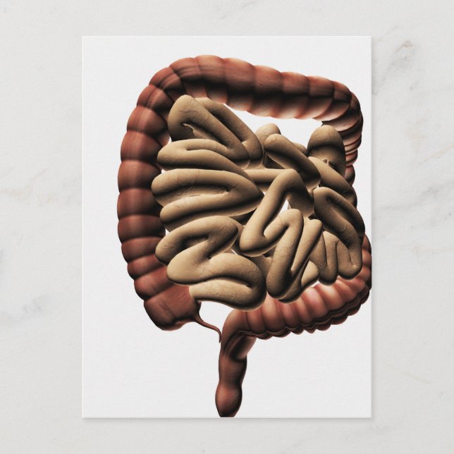 Postal Ilustracion Médico Del Gran Intestino (Anverso)