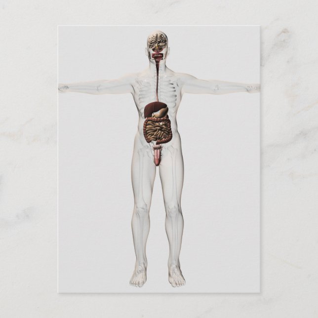 Postal Ilustracion Médico Del Sistema Digestivo Masculino (Anverso)