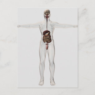 Postal Ilustracion Médico Del Sistema Digestivo Masculino