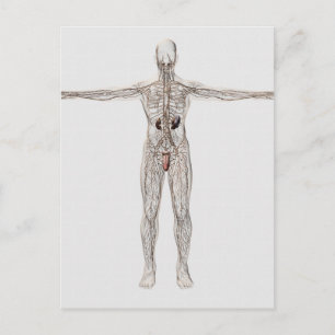 Postal Ilustracion Médico Del Sistema Linfático Masculino