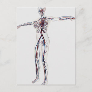 Postal Ilustracion médico: Sistema circulatorio femenino