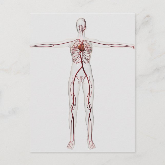 Postal Ilustracion médico: Sistema circulatorio femenino  (Anverso)