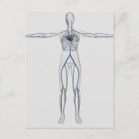 Ilustracion médico: Sistema circulatorio femenino 