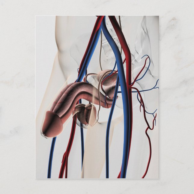 Postal Ilustracion médico: Sistema reproductivo masculino (Anverso)
