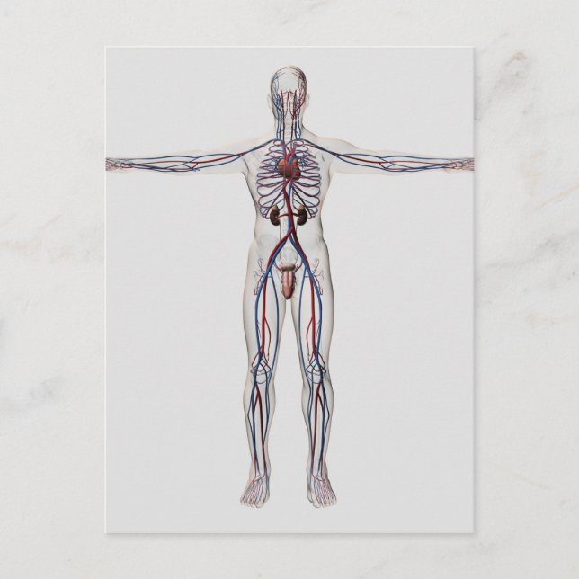 Postal Ilustracion médico: Sistema reproductivo masculino (Anverso)