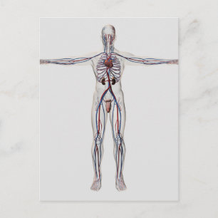 Postal Ilustracion médico: Sistema reproductivo masculino