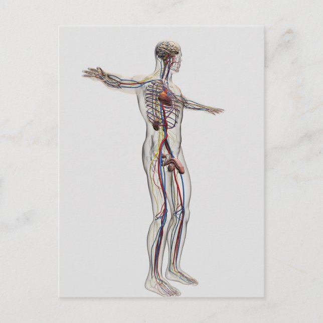 Postal Ilustracion médico: Sistema reproductivo masculino (Anverso)