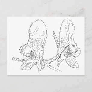 Postal Ilustracion Monkshood