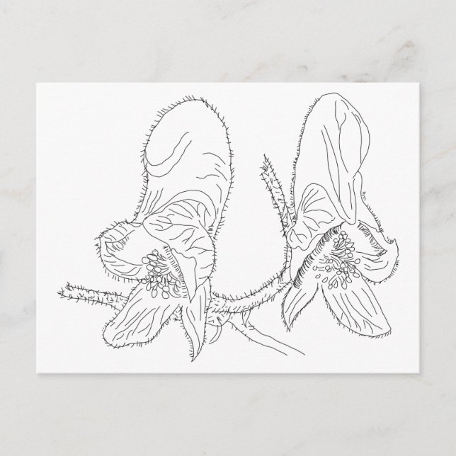 Postal Ilustracion Monkshood (Anverso)