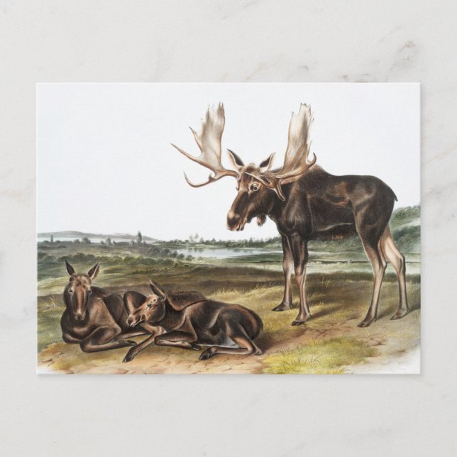 Postal Ilustracion Moose Deer (Servus alces) (Anverso)