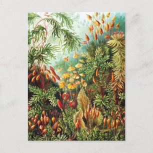 Postal Ilustracion Muscinae por Ernst Haeckel