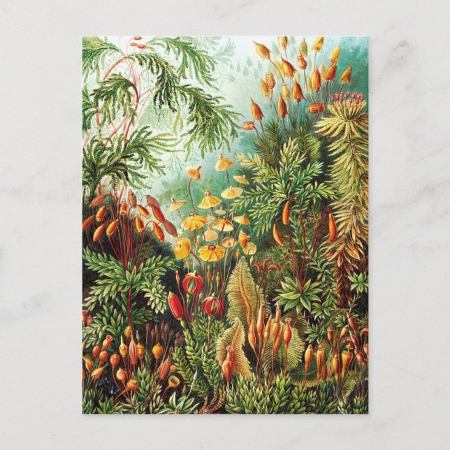 Postal Ilustracion Muscinae por Ernst Haeckel (Anverso)