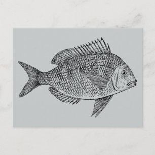 Postal Ilustracion náutico de arte marinero de peces de é