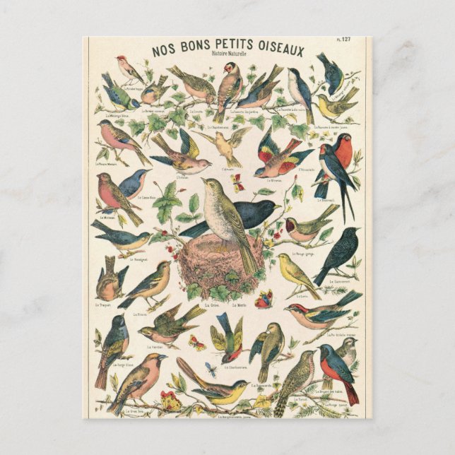 Postal Ilustracion nos bons petits oiseaux (Anverso)