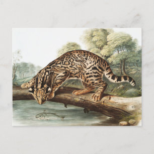 Postal Ilustracion Ocelot, Leopard Cat (Felis pardalis)