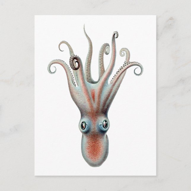 Postal Ilustracion Octopus Vintage (Anverso)
