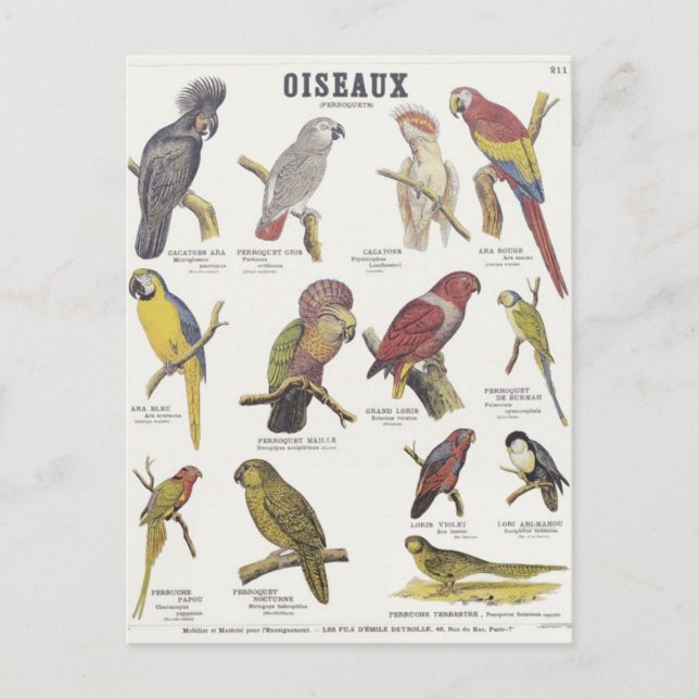 Postal Ilustracion oiseaux (Anverso)