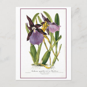 Postal Ilustracion Orquídea Púrpura Tropical