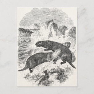 Postal Ilustracion Otter de la Vintage Sea Otters de la d