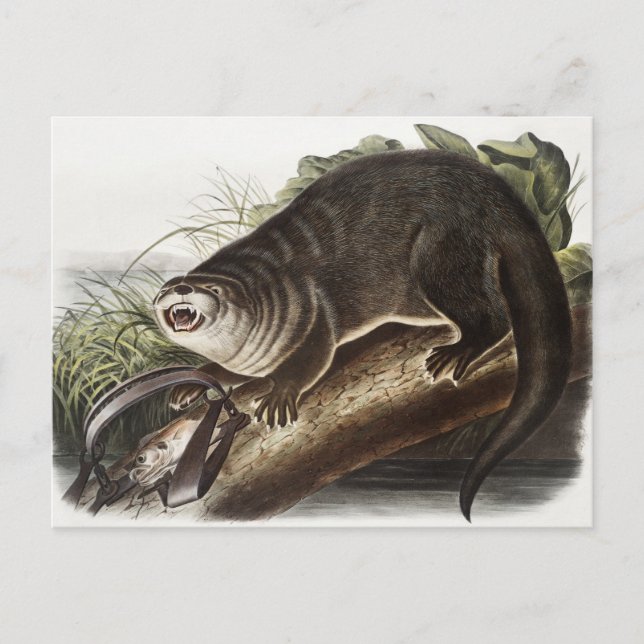 Postal Ilustracion Otter (Lutra Canadensis) de Canadá (Anverso)