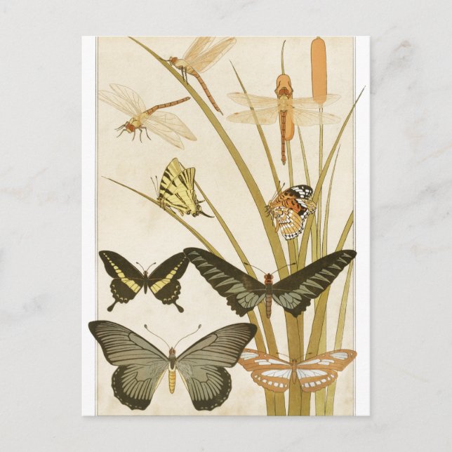 Postal Ilustracion Papillons de mariposas vintage (Anverso)
