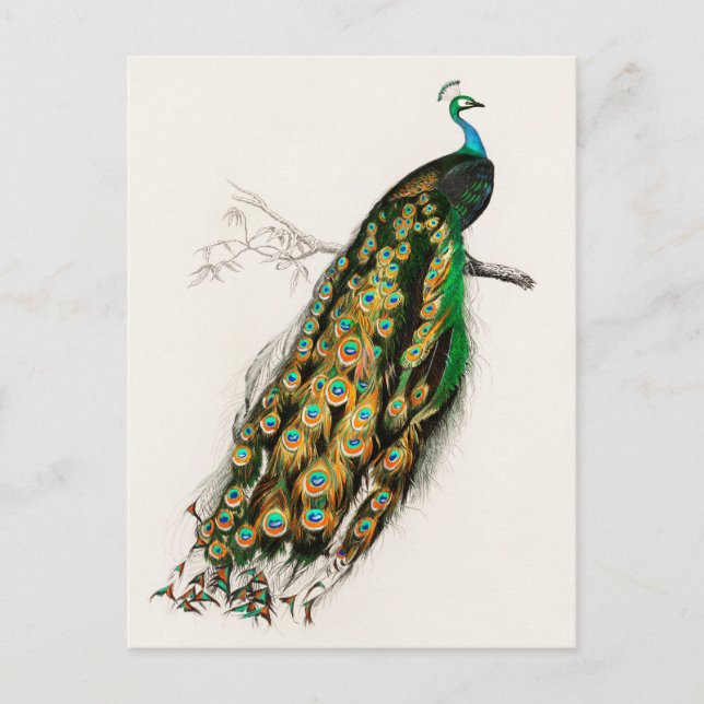Postal Ilustracion Peacock Pintura (Anverso)