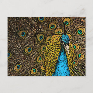 Postal Ilustracion Peacock Splendor