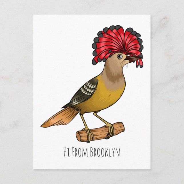 Postal Ilustracion personalizado de aves Royal flycatcher (Anverso)