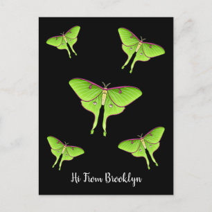 Postal Ilustracion personalizado Luna Moth