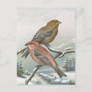 Postal Ilustracion Pine Grosbeak Vintage Bird