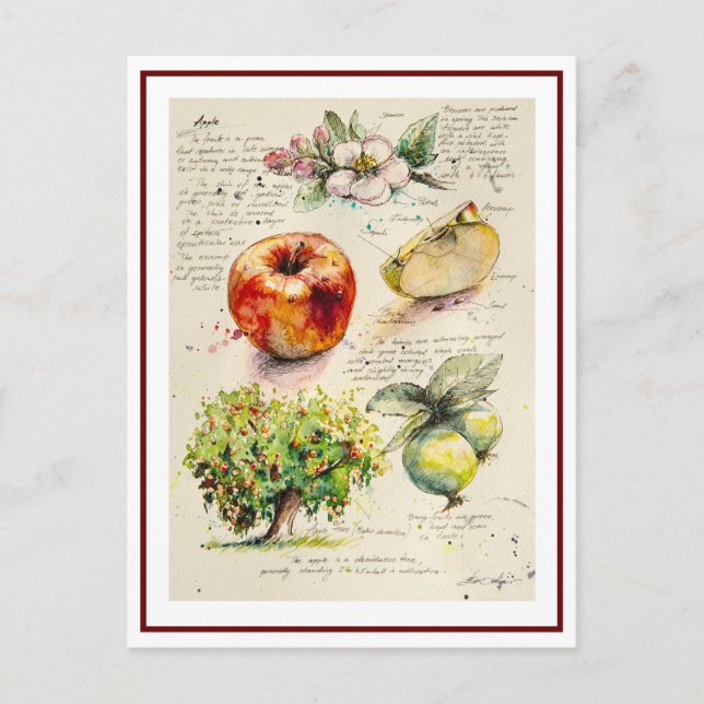 Postal ILUSTRACION Pintado EVE de Apple (Anverso)