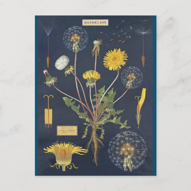 Postal Ilustracion pissenlit (Anverso)