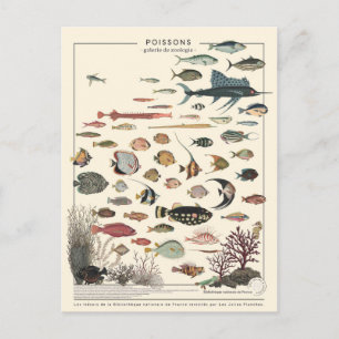 Postal Ilustracion poissons exotiques