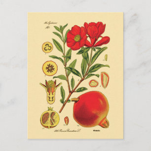 Postal Ilustracion Pomegranate Viejo