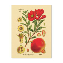 Ilustracion Pomegranate Viejo
