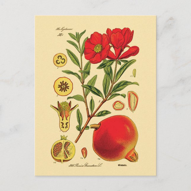 Postal Ilustracion Pomegranate Viejo (Anverso)
