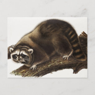 Postal Ilustracion Raccoon (Procyon lotor)