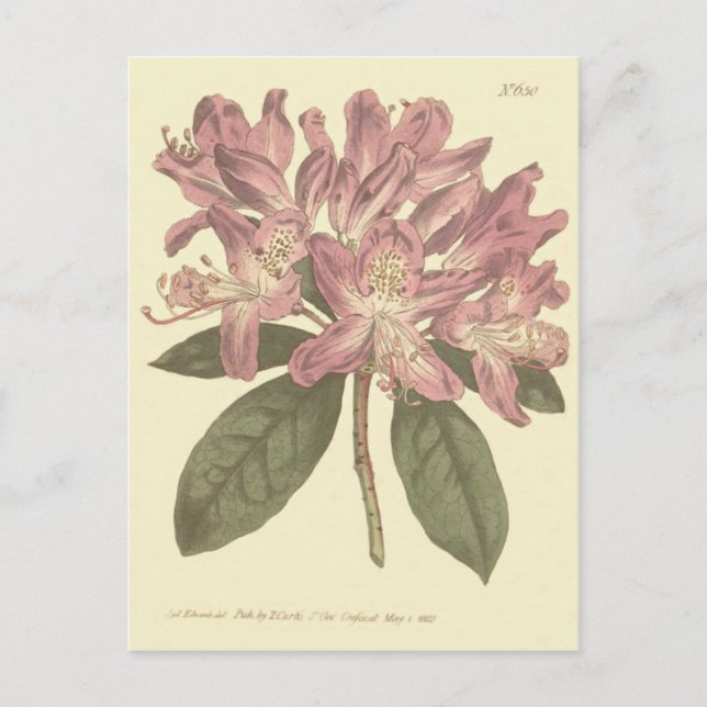 Postal Ilustracion Rhododendron púrpura (Anverso)