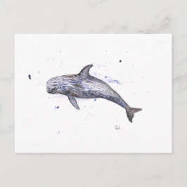 Postal Ilustracion Risso Dolphin