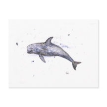 Ilustracion Risso Dolphin