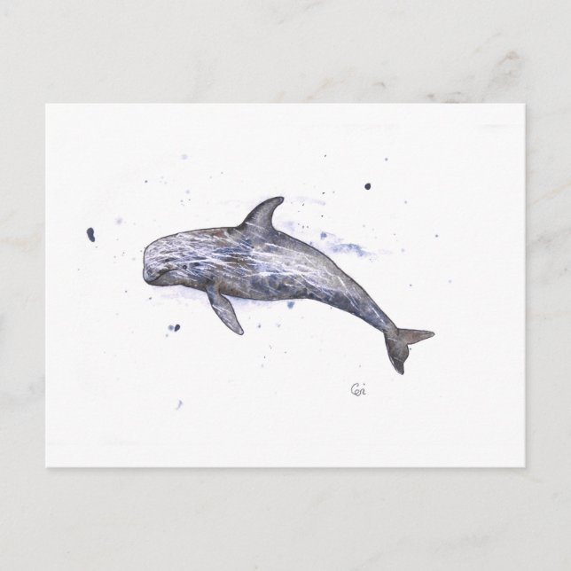 Postal Ilustracion Risso Dolphin (Anverso)