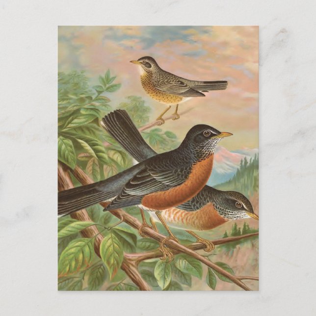 Postal Ilustracion Robin Vintage Bird (Anverso)