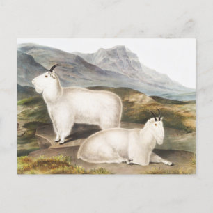 Postal Ilustracion Rocky Mountain Goat (Capra Americana)