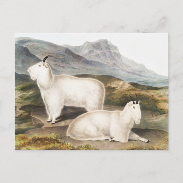 Postal Ilustracion Rocky Mountain Goat (Capra Americana) (Anverso)