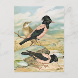 Postal Ilustracion Rosa-Coloreado del pájaro del vintage