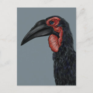 Postal Ilustracion Southern Ground Hornbill