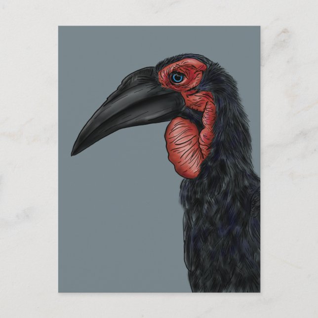 Postal Ilustracion Southern Ground Hornbill (Anverso)